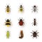 Various insects flat vector illustrations set