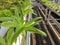 Various leafy green vegetables planted in hydroponic method.