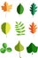Various leaves