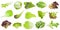 Various leaves of lettuce vegetables isolated