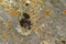 Various lichen closeup