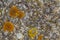 Various lichen closeup
