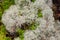 Various lichen in dappled light on forest floor