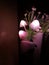 Various lighting color from night lamp mushroom flower. Dark surrounding. Copy space.