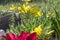 Various lilies in garden, flowerbed, rustic countryside