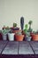 Various little succulent pot plants collection on vintage wood table