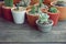 Various little succulent pot plants collection on vintage wood table with free space background