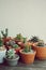 Various little succulent pot plants collection on vintage wood table with free space background