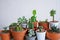 Various little succulent pot plants collection with white wall free space background