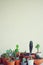 Various little succulent pot plants collection with white wall free space background