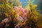 Various marine algae underwater in the ocean Atlantic seaweeds