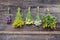 Various medical herbs bunches on old wall