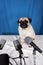 various microphones and pug dog sitting