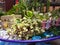 Various mini succulent plants in a blue porcelain plate like a mini succulent garden