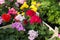 Various multicolor flowers in a wooden box at a garden market, g