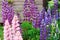 Various multicolour lupine flowers blooming in summer garden