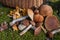 Various mushrooms near a wicker basket, mushrooming