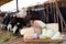 Various natural cheeses on wooden table in outdoor cowshed