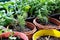 Various Organic Vegetables garden in house area