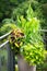 Various ornamental plants in flower pot with Canna, red coloured nettle, coleus blumei