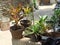 Various ornamental plants in the yard of the house outdoor