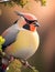 Various pictures and illustration of cute and beautiful birds, with different positions and colors with different backgrounds.