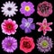 Various Pink, Purple, Red Flowers Isolated