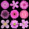 Various Pink, Purple, Red Flowers Isolated