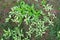 Various plants in green and white colors used as ground cover in woodsy soil garden