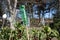 Various plastic bottles placed on top of canes to scare birds away from growing vegetables