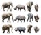 The various postures of the african elephant and black rhinoceros on white background