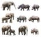 The various postures of the african elephant and black rhinoceros on white background