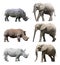 The various postures of the african elephant and white rhinoceros or square-lipped rhinoceros on white background