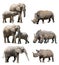 The various postures of the african elephant and white rhinoceros or square-lipped rhinoceros on white background