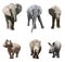 The various postures of the african elephant and white rhinoceros or square-lipped rhinoceros on white background