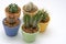 Various Potted Cacti