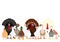 Various poultry in a group