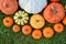 Various pumpkins and squashes on the grass