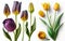 Various purple yellow tulips in front of a white background 3D effect