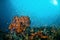 Various reef fishes swimming above the coral reefs in Gili, Lombok, Nusa Tenggara Barat, Indonesia underwater photo