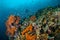 Various reef fishes swimming above the coral reefs in Gili, Lombok, Nusa Tenggara Barat, Indonesia underwater photo