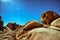 Various rocks at Joshua Tree National Park