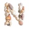 Various sea shells capital N on white background