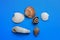 Various seashells lying on background