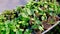 Various seedlings growing in a greenhouse. Selective focus.