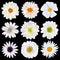 Various Selection of White Flowers Isolated