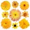 Various Selection of yellow flowers Isolated on white background.