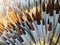 Various sizes paint brushes on shelf display in stationery shop, Art painting tool shopping concept, soft brown brushes for