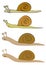 Various Snails