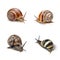 Various snails showcased against a transparent png background